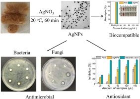 Green Revolution in Silver Nanoparticle Synthesis and Antioxidant Enhancements